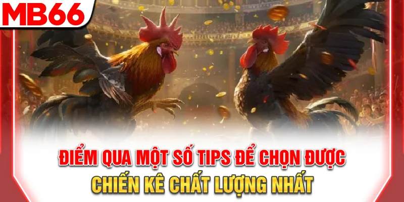 Bỏ túi một số tips để chọn được chiến kê chất lượng nhất