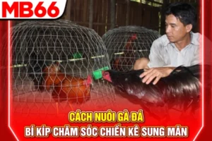 Cách Nuôi Gà Đá - Bí Kíp Chăm Sóc Chiến Kê Sung Mãn