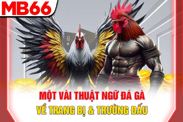 Một vài thuật ngữ đá gà về trang bị & trường đấu